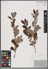 Foto von Salix aurita L.
